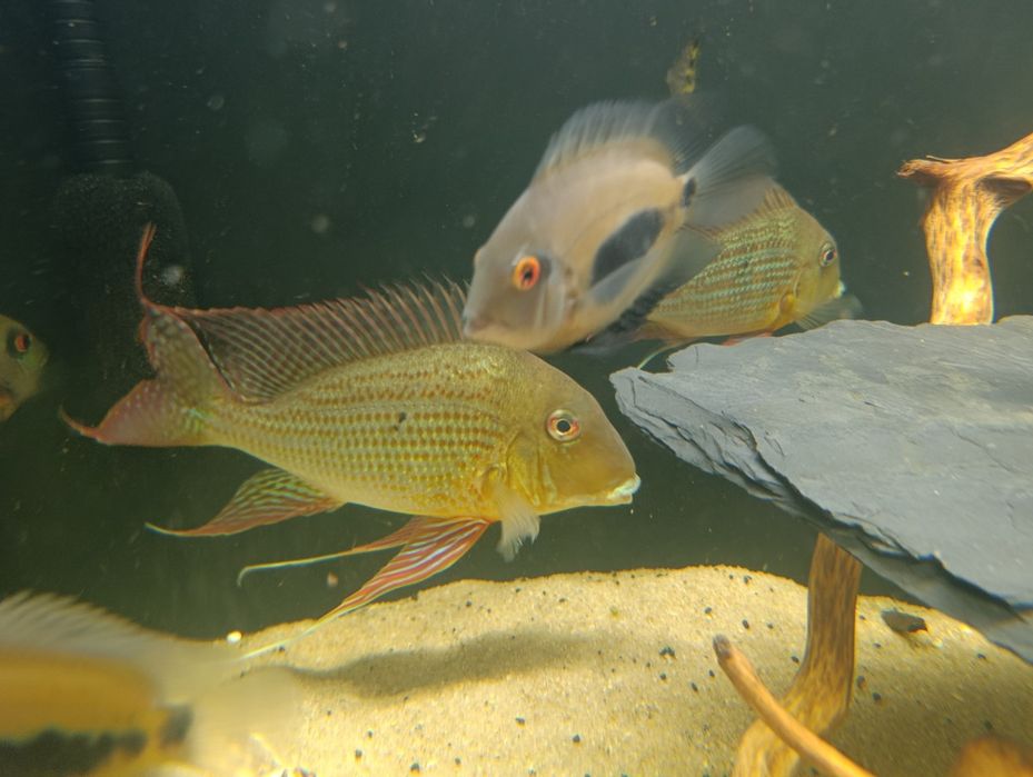 Geophagus altifrons Rio Negro