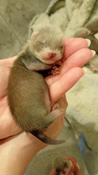 Fretki o standardowym umaszczeniu