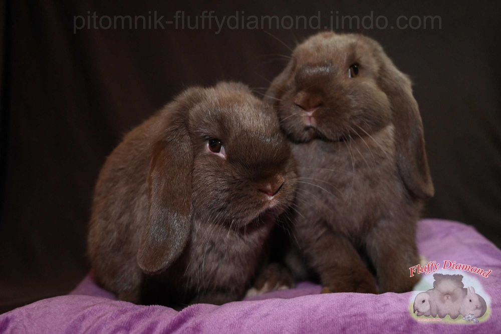 Шоколадні кролики з "Fluffy Diamond". Висловухий кролик з розплідника