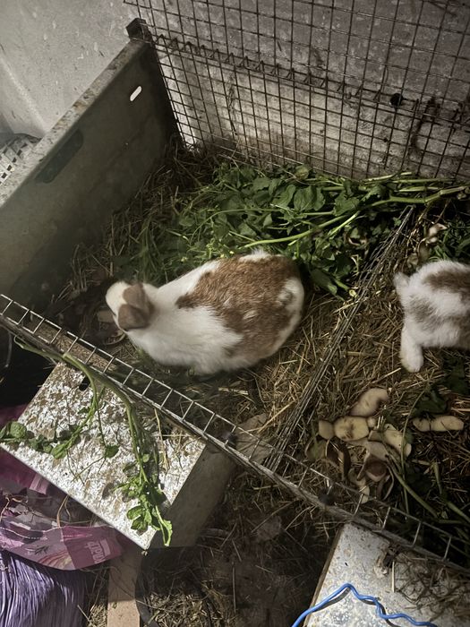 Tenho  Coelhos caseiros venda