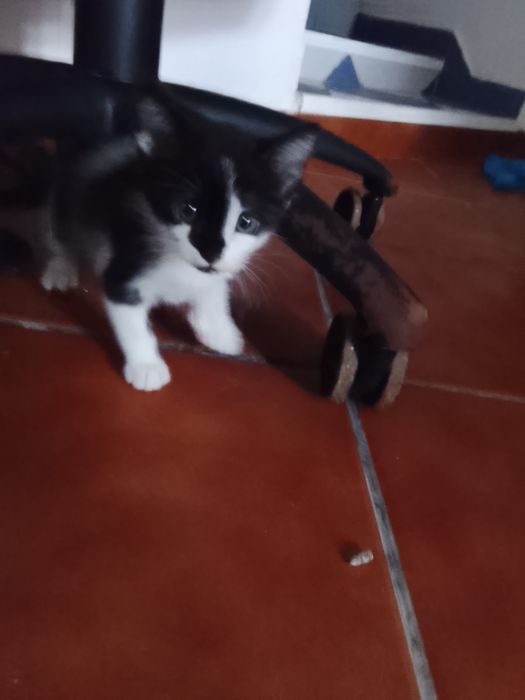 Gatinho e gatinha