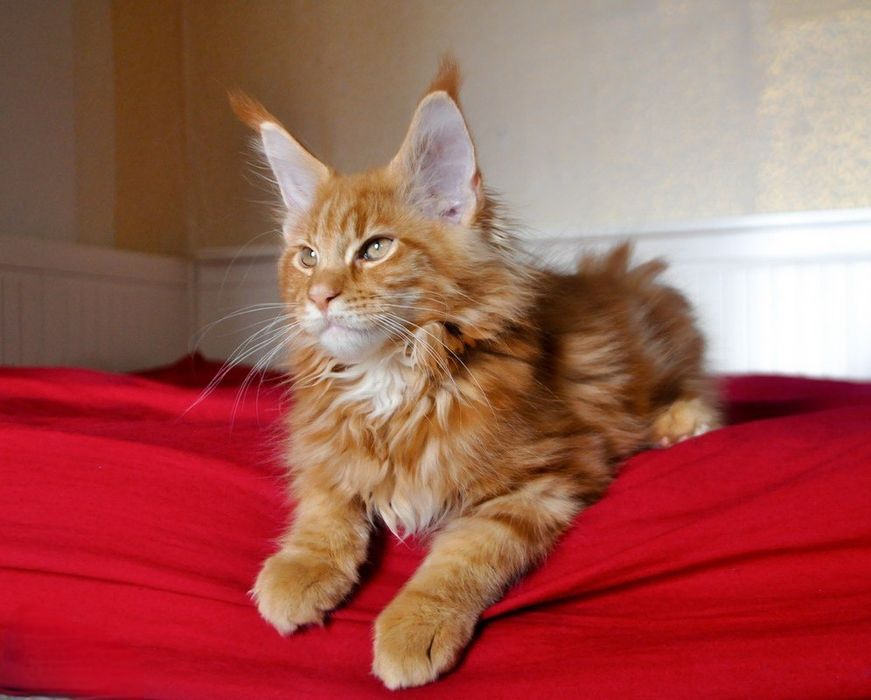 Котик породы мейн-кун МCO d22