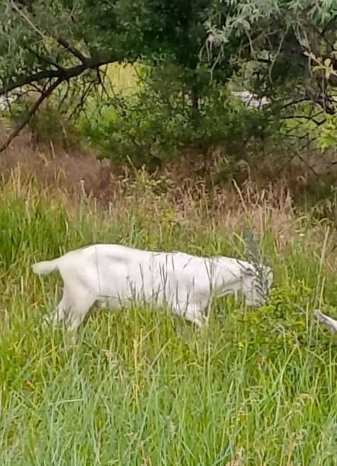 Коза,козел, мясо