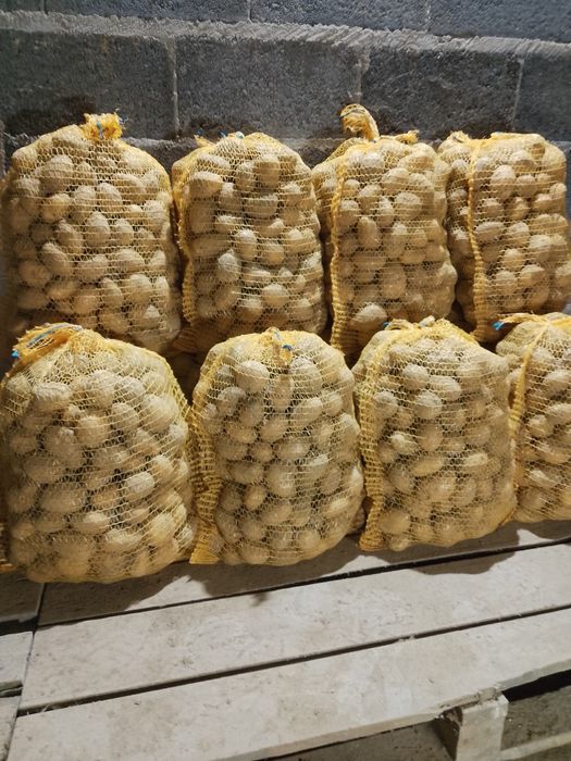 Sprzedam ziemniaki soraya wielkość sadzeniaka