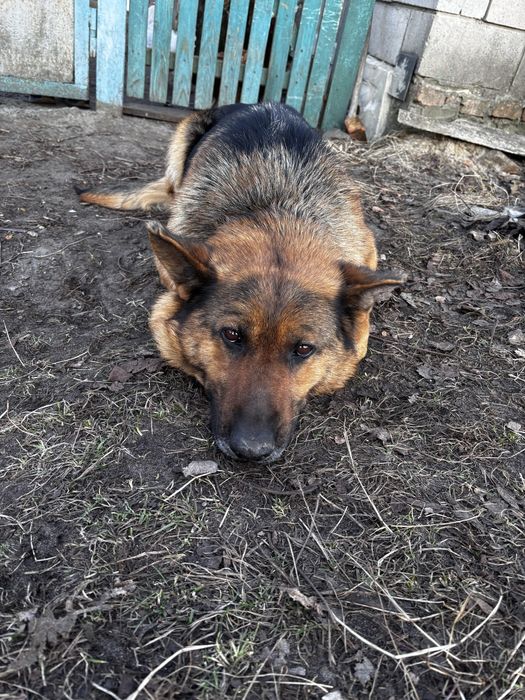 Чия собачка загубилася