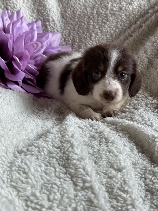 Jamnik długowłosy Piebald nie merle