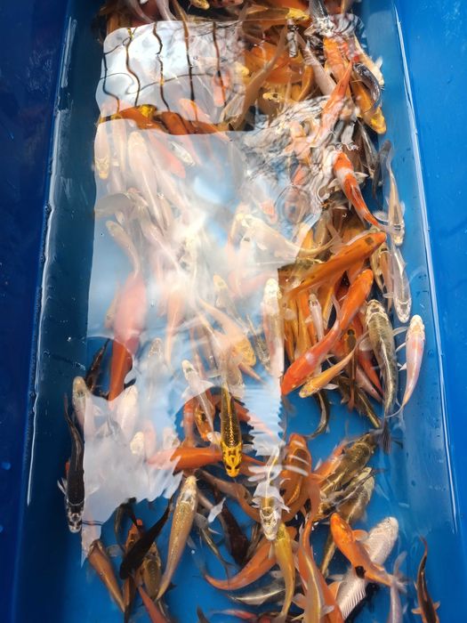 Karp koi 8-12 cm, ryby do oczka wodnego, stawu