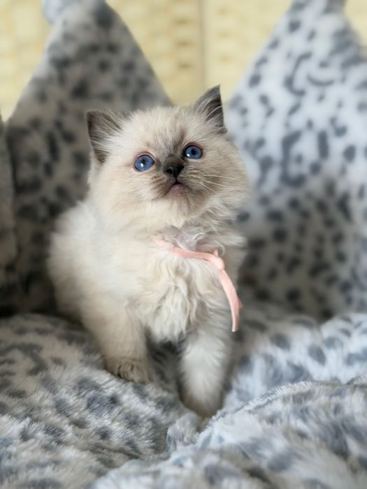 Sliczna kotka ragdoll