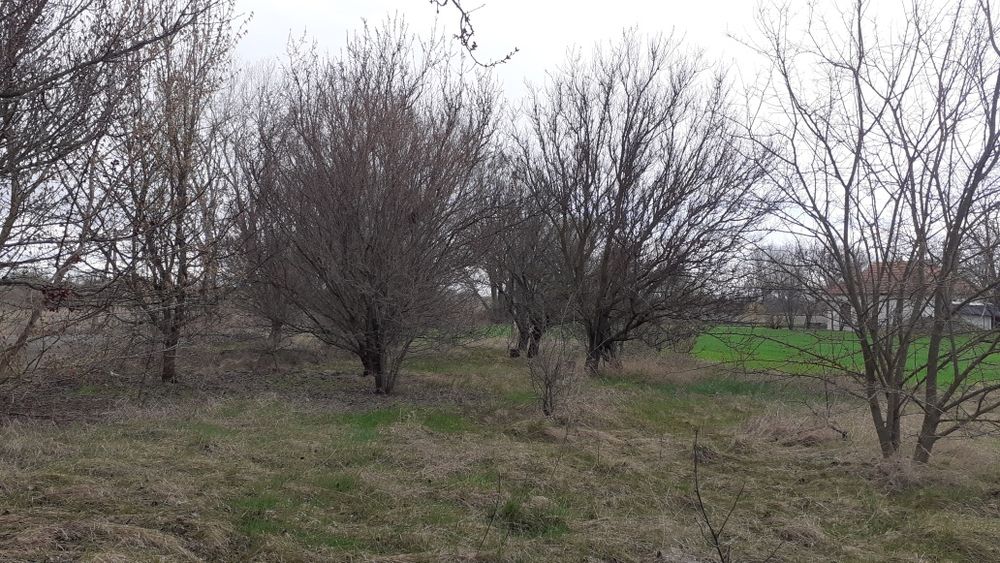 Будинковолодіння Гречанівка. 40 соток землі