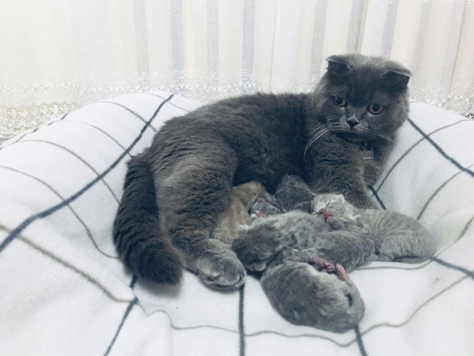 Шотландські кошенята/Шотландські котята/котики/ Scottishfold/straight