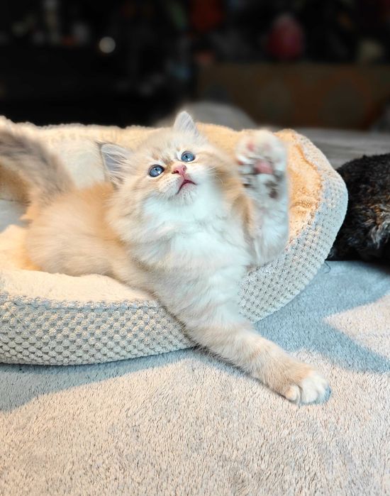 Kocurek idealny Hami /Hamilton Neva Masquerade Felinovo*PL