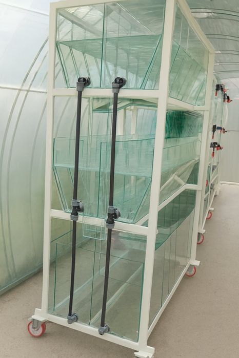 Запис на навчання інкубації креветок Макробрахіум Розенберга та АККР