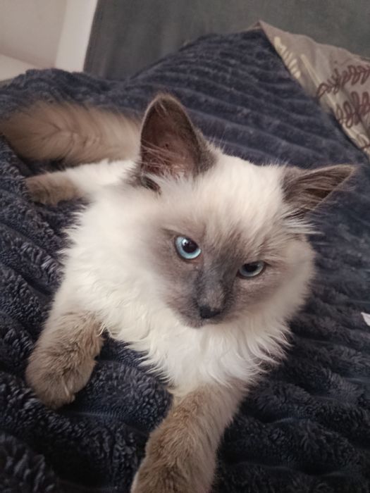 Продається котик