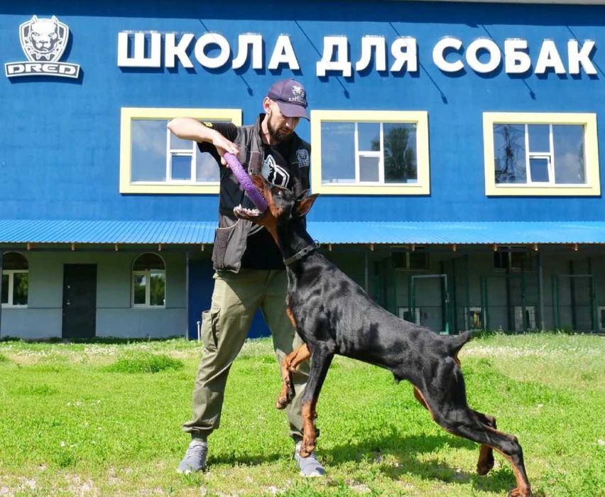 Дресирування собак Луцьк | Кінолог | Школа DRED | З проживанням