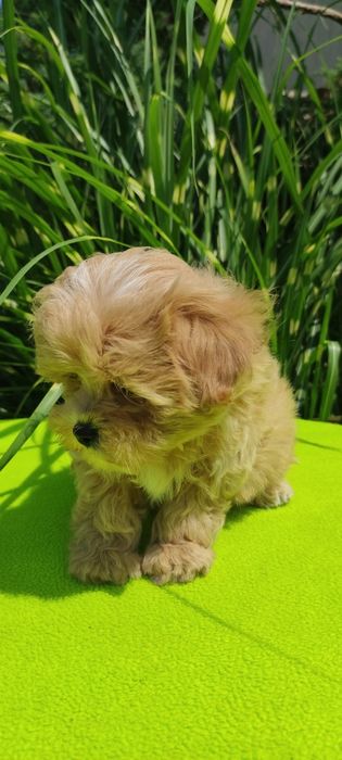 Maltipoo szczeniaczek z certyfikatem