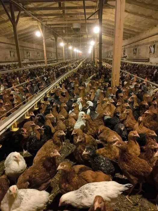 Kokoszki LUTY/MARZEC od 20 sztuk dowóz gratis Ferma Drobiu Skrzyszów