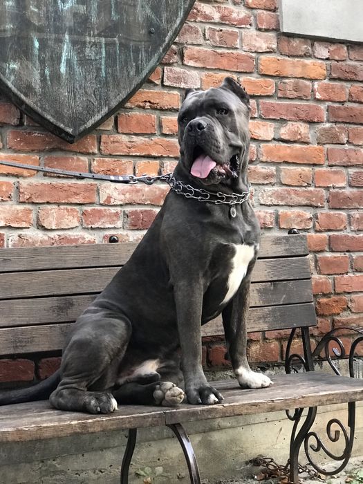 Кане Корсо ( злучка )