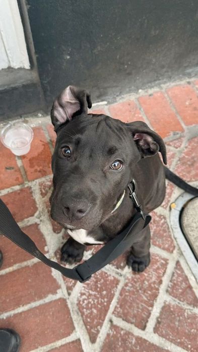 Терміново хлопчики Амстафа