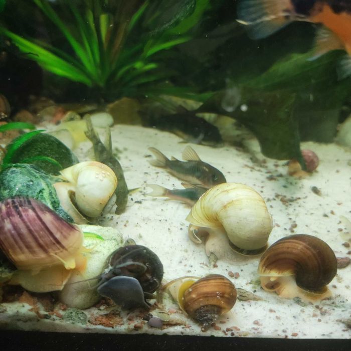 Ślimaki akwariowe AMP
