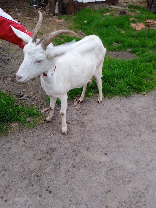 Продам 2 козы дойных, котных.