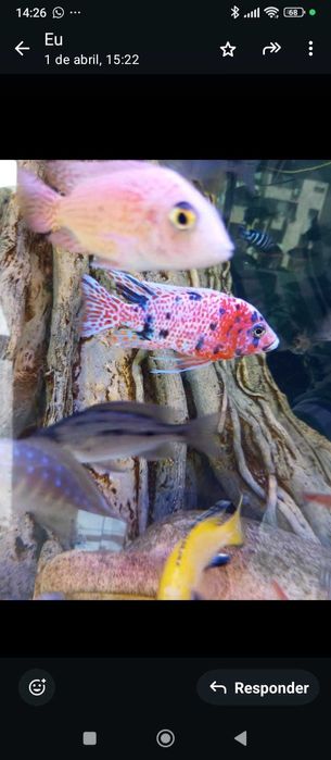 Crias Aulonocaras  marmalate cat ob selecionados