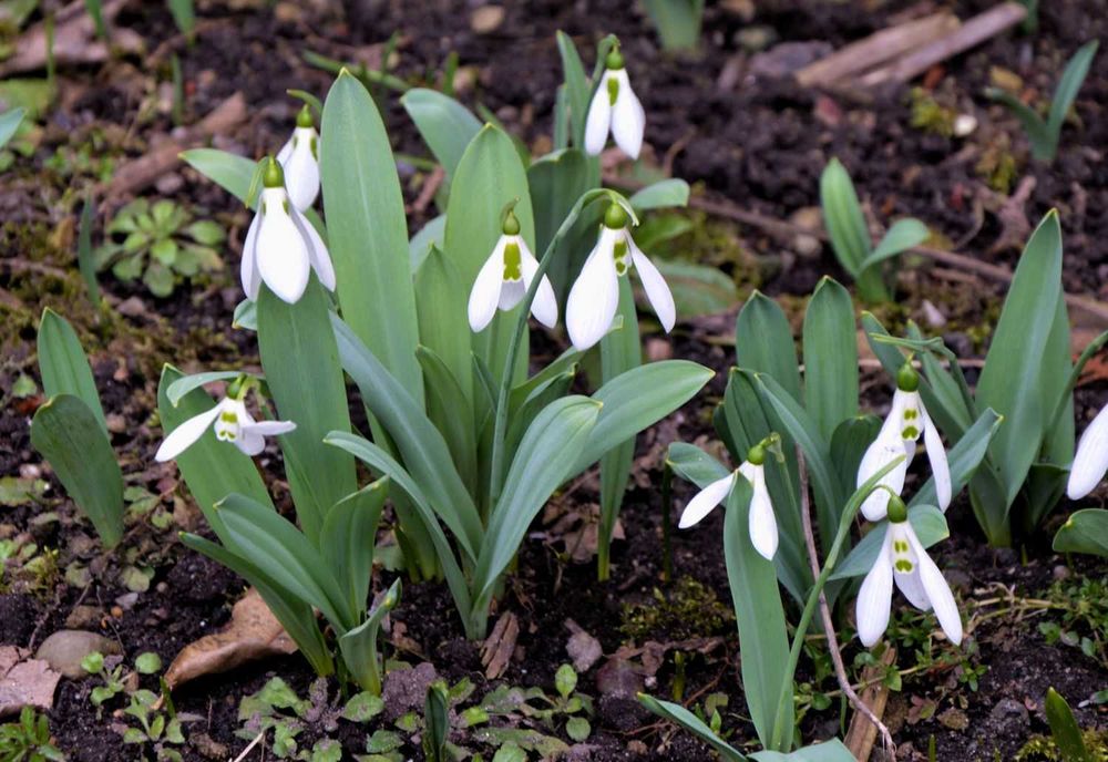 Przebiśnieg Elwesii
