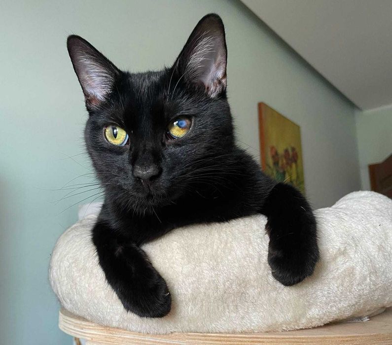 Pilne! Młody, proludzki, niedowidzący na jedno oko Tadzik prosi o dom