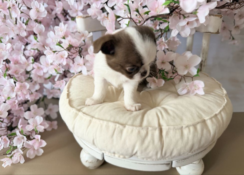***Prześliczny chłopczyk chihuahua***