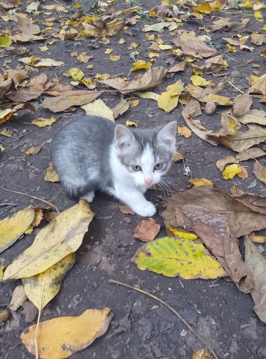 Кошенята,котики,мурки.