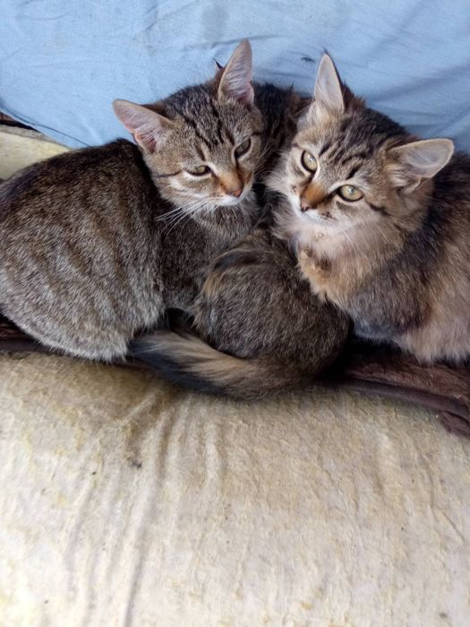 Віддам котиків в добрі руки