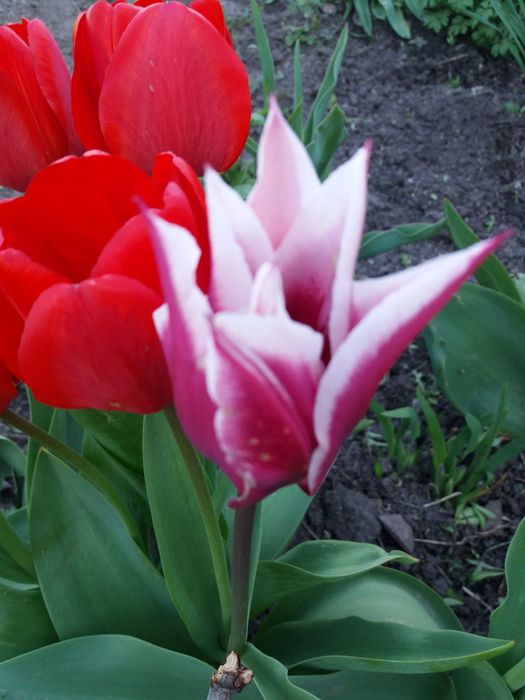 Багаторічні квіти