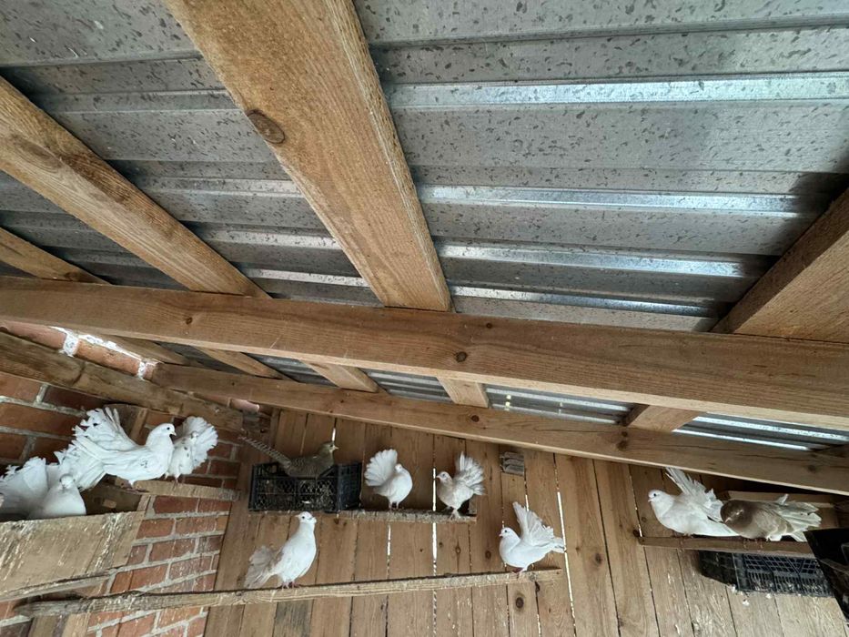 Golębie pawiki gołąb pawik