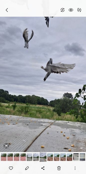 Takla Turecka gołąbki  akrobatyczne