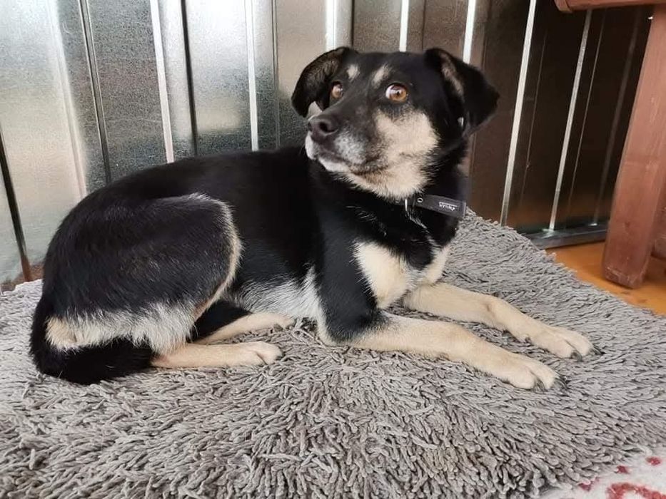 Delikatna , kochana sunia do adopcji