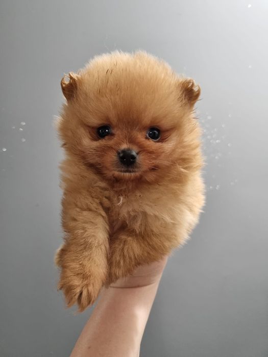 Szpic miniaturowy pomeranian