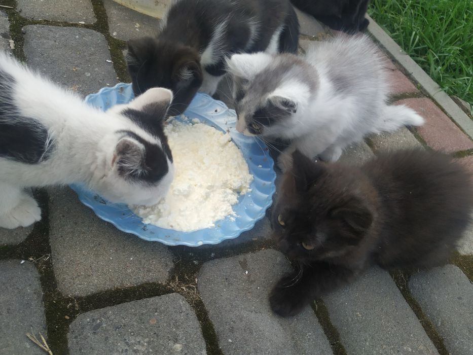 Котики в найкращі руки