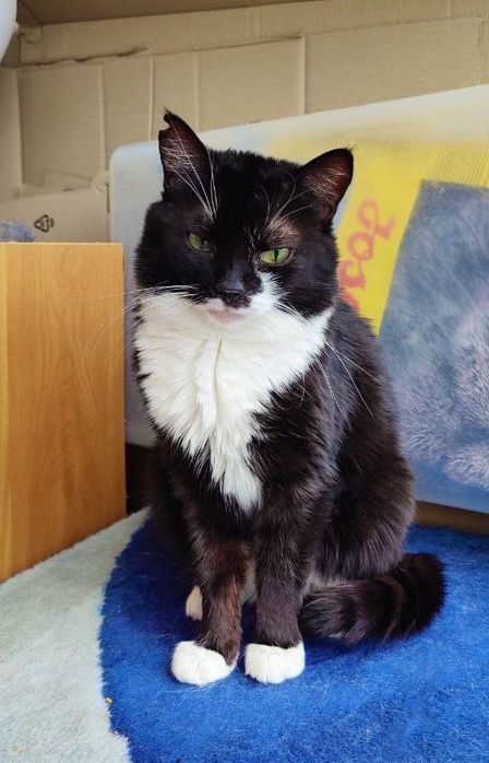 Сумна Сандра! 1 рік, стерилізована ( кіт, кішка, кошеня)