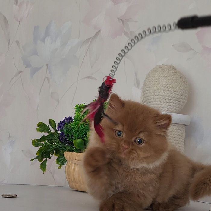 Циннамоновый мальчик