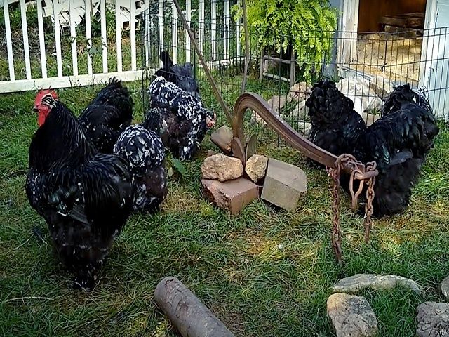 Яйце на інкубацію від породистих курей. Кохінхін ізабелла, мармуровий.