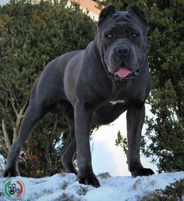 Reproduktor Cane Corso Italiano WEPAR Crazy Clan krycie ZKwP FCI