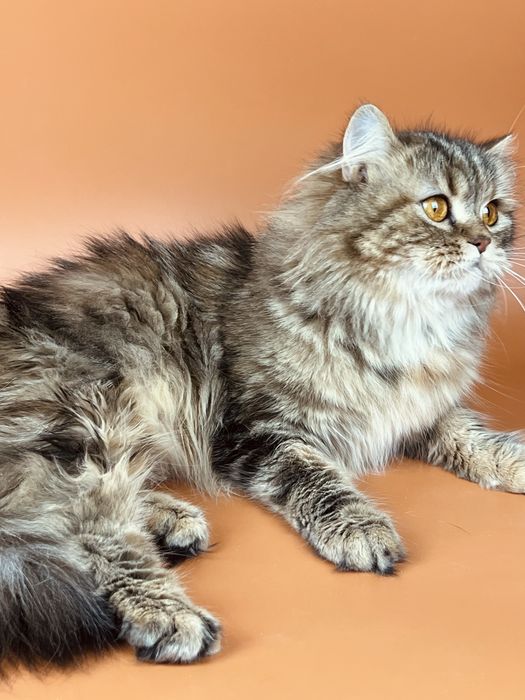 Шотландська дівчинка страйт.