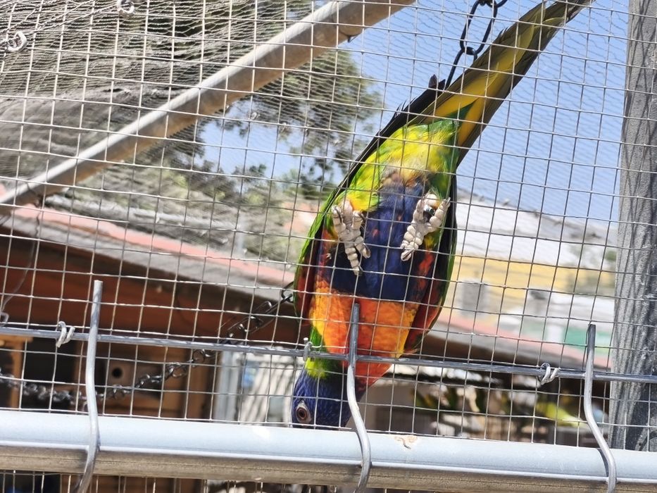 Alguns Loris fêmea