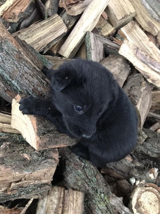 Німецька вівчарка