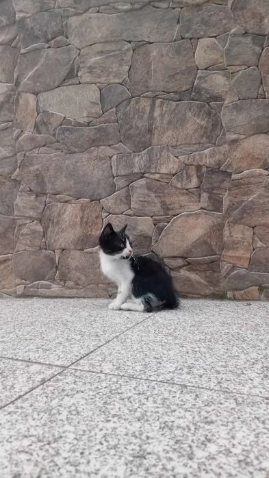 Gatinhos para adoção