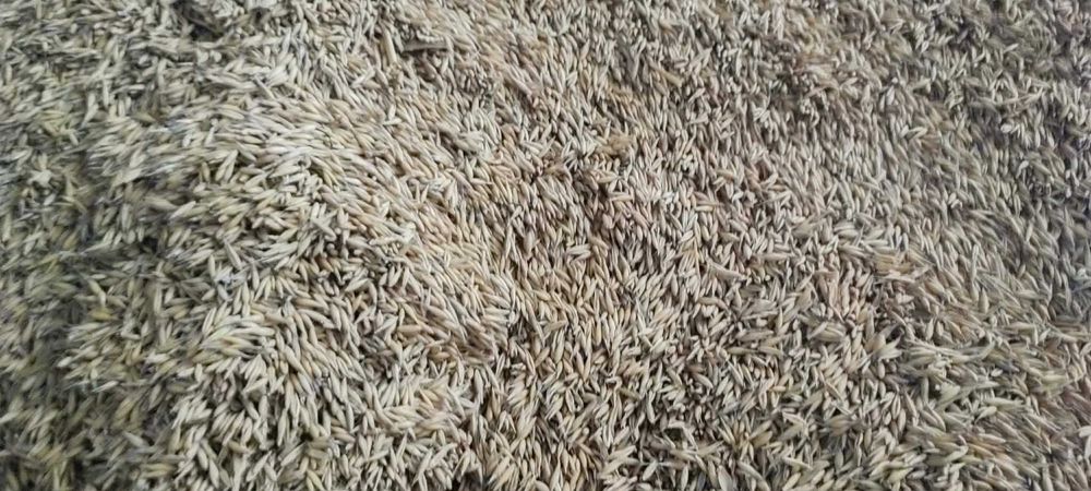 Sprzedam owies pogodny