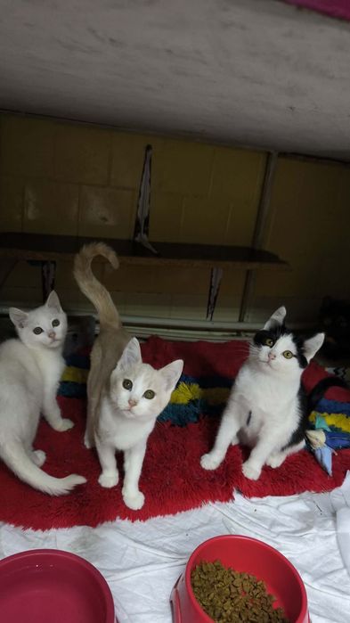 Котята из приюта ,ищем семью!