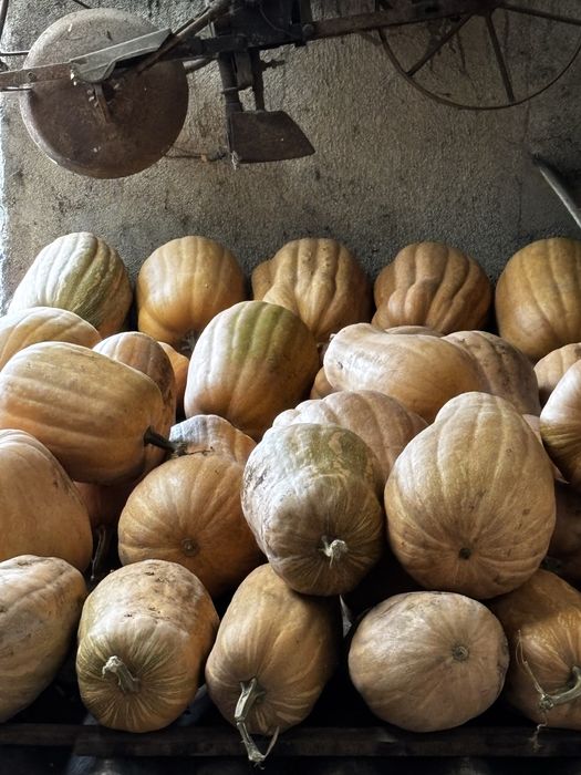 Abóboras Menina Biológicas – só 0,75€/kg!