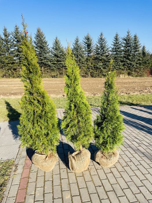 Tuja Szmaragd 180 -200 cm
