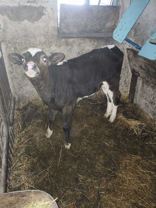 Продам Теличку 1.3 місяці
