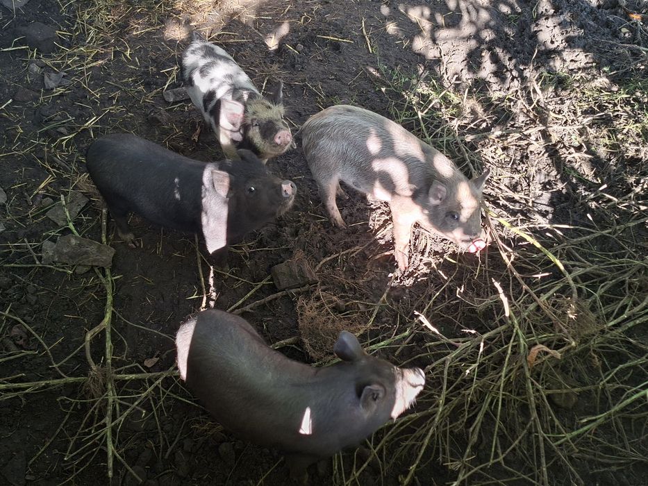 Продаються кабанчики